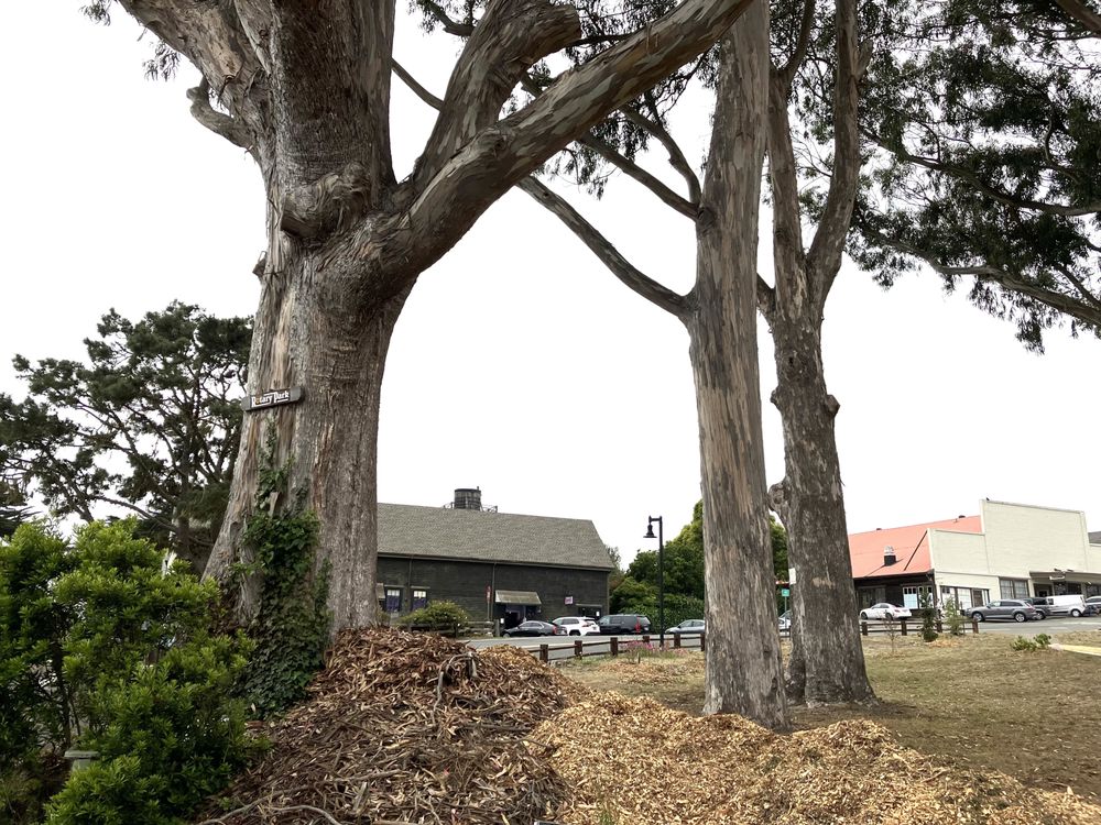 Mendocino Rotary Park Logo