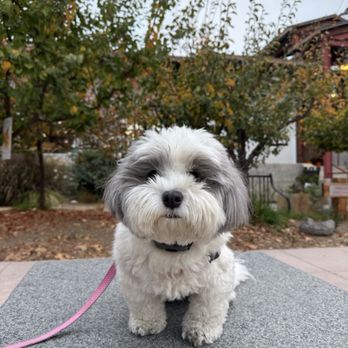 Inclined Canine Academy - Pet Training Near Me - Morgan Hill, California Inclined Canine Academy - Pet Training Near Me - Morgan Hill, California