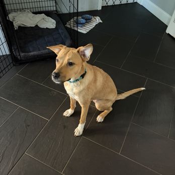 The Training Center - Capri - Pet Training Near Me - Deer Park, New York