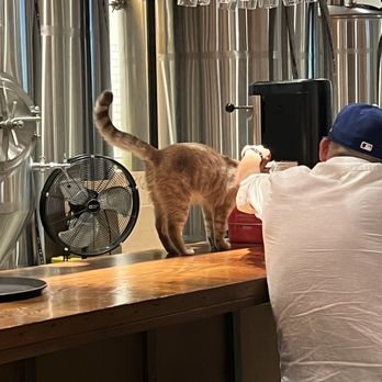 Benny Boy Brewing - Bar cat - Breweries Near Me - Los Angeles, California