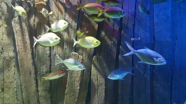 Underwater World Langkawi by null