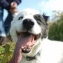 Photo of Petpourri Pet