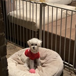 bedford meadows animal hospital