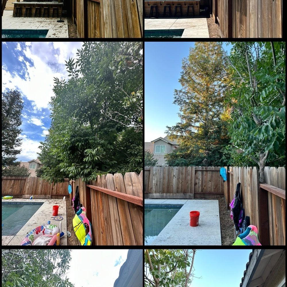 Cal Roots - Before and after. Blew off the patio and even skimmed the pool after cutting. Top notch! - Tree Services Near Me - Modesto, California
