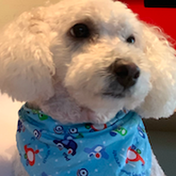 Wild Dog Grooming - Kipper - Pet Groomers Near Me - Fremont, California Wild Dog Grooming - Kipper - Pet Groomers Near Me - Fremont, California