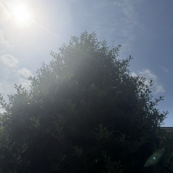 Joes Tree Trimming & Property Maintenance - Tree Services Near Me Joes Tree Trimming & Property Maintenance - Tree Services Near Me