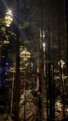 Redwoods Treewalk by null