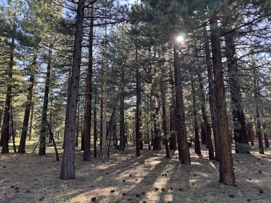 Mammoth Campground by null