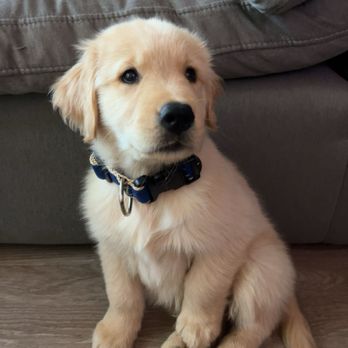 Golden Retriever Buddies - Pet Adoption Near Me Golden Retriever Buddies - Pet Adoption Near Me