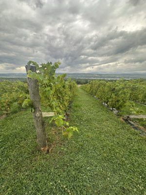 Vignoble Isle de Bacchus by null