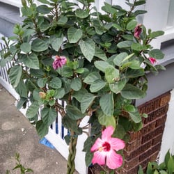 Buyers Outlet - $9.99 Hibiscus tree with lots of soon to be flowers!