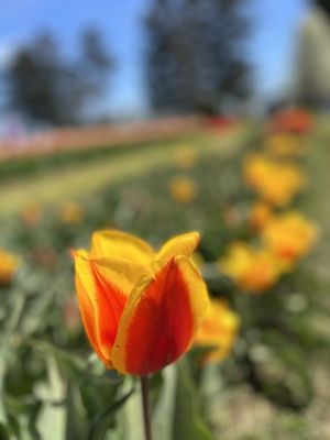 Veldheer Tulip Gardens by null