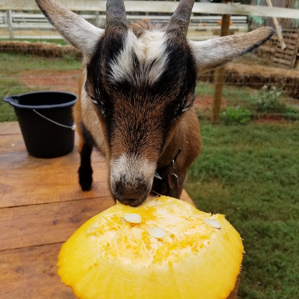 Spring Haven Farm - baby goat enjoying a pumpkin snack - Farms Near Me - Chapel Hill, North Carolina Spring Haven Farm - baby goat enjoying a pumpkin snack - Farms Near Me - Chapel Hill, North Carolina