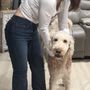 Lisas Pet Sitting