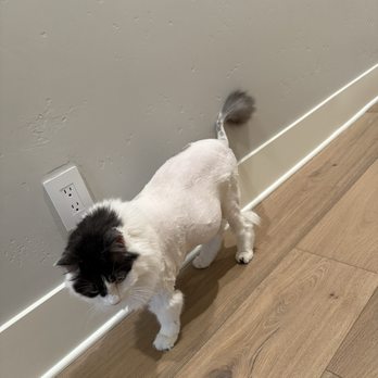 Pride Mobile Pet Grooming - Coco looking good with his lion cut! - Pet Groomers Near Me Pride Mobile Pet Grooming - Coco looking good with his lion cut! - Pet Groomers Near Me