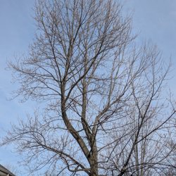 RMG Tree Service