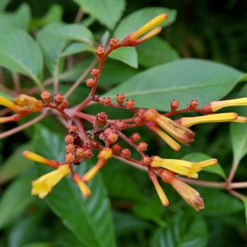 THE Best 10 BOTANICAL GARDENS in PORT SAINT LUCIE, FL - Last Updated