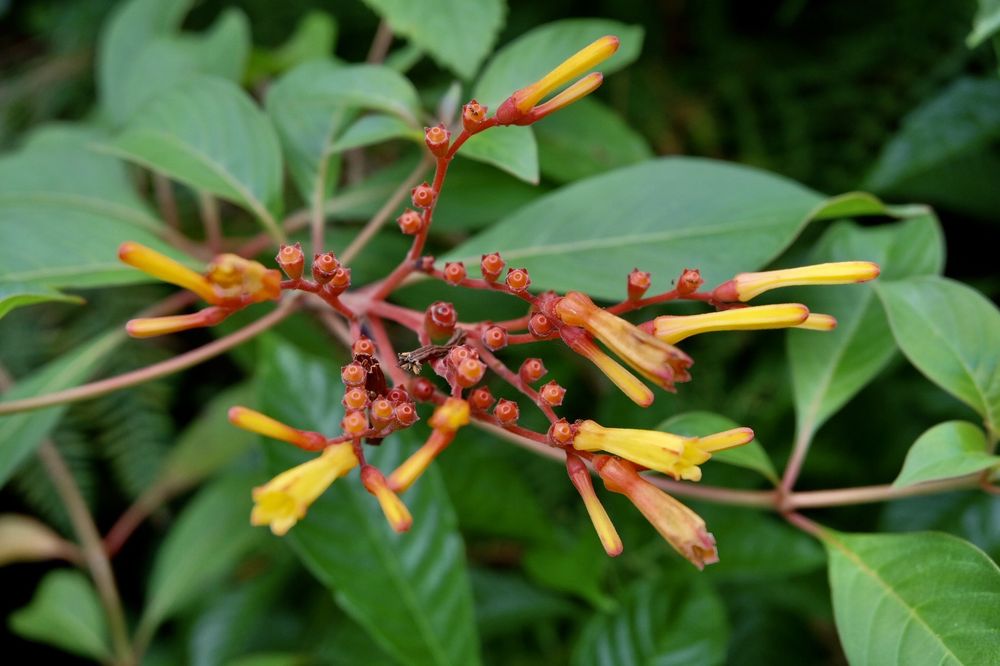Port St Lucie Botanical Gardens Image