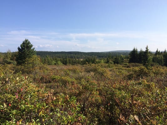 Dolly Sods Wilderness by null