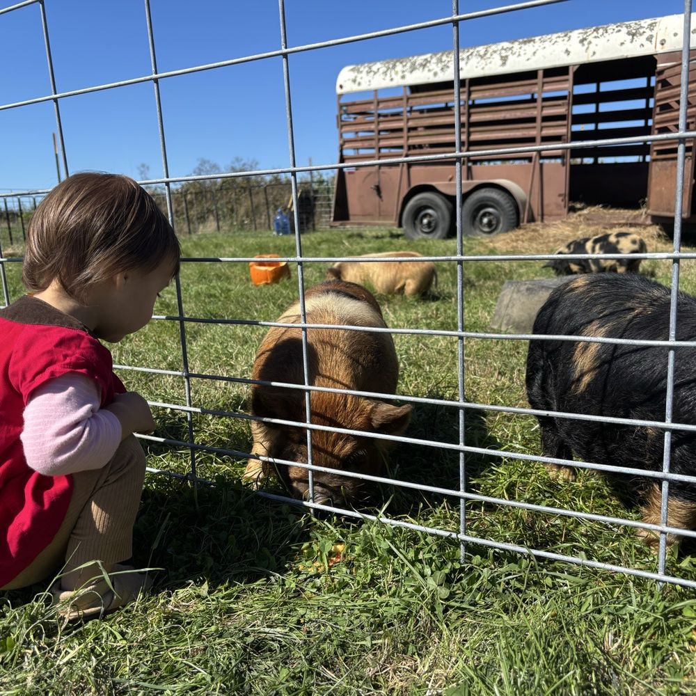 Organic Matters Ranch - Cutest pigs - Farmers Market Near Me - Eureka, California Organic Matters Ranch - Cutest pigs - Farmers Market Near Me - Eureka, California