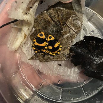 Freddy’s Reptiles - Two female bumblebee dart frogs - Reptile Shops Near Me - Las Vegas, Nevada