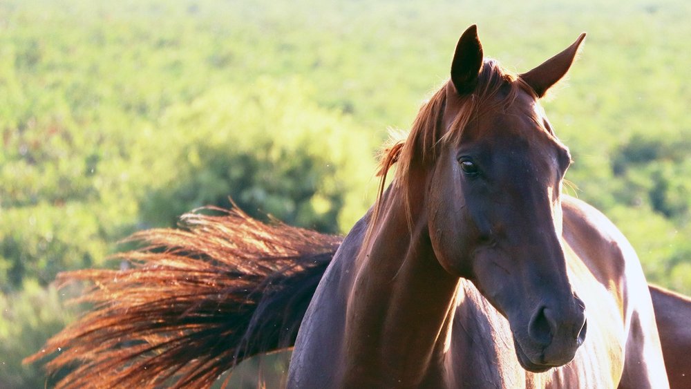 Equine Paths Logo