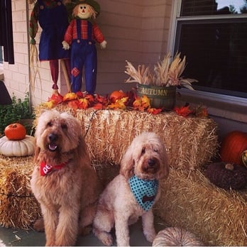 Azdoodles - AZDOODLES - Pet Breeders Near Me Azdoodles - AZDOODLES - Pet Breeders Near Me