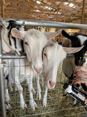 Lively Run Goat Dairy by null