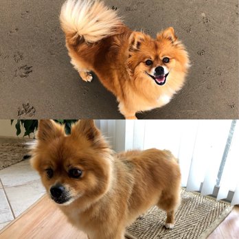 Luckys - Before and after the butchering - Pet Groomers Near Me - Santa Monica, California