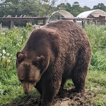 Olympic Game Farm - This bear was so focused on digging up a hose. - Zoos Near Me - Sequim, Washington Olympic Game Farm - This bear was so focused on digging up a hose. - Zoos Near Me - Sequim, Washington