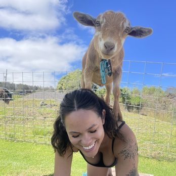 Maui Goat Yoga - Animal Assisted Therapy Near Me - Kula, Hawaii Maui Goat Yoga - Animal Assisted Therapy Near Me - Kula, Hawaii