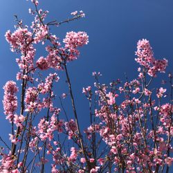 Arrowhead Nursery - Redbud Tree