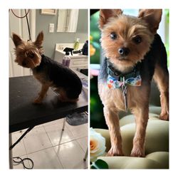 Before and after grooming
