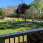 Photo of Northeast Georgia Tree Service