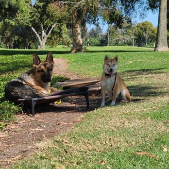 Mac's Canine Consultants - Chilling in the park :) - Pet Training Near Me Mac's Canine Consultants - Chilling in the park :) - Pet Training Near Me