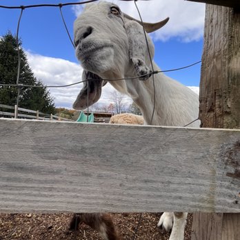 Dogwood Pet Lodge - Pet Sitting Near Me - Saugerties, New York Dogwood Pet Lodge - Pet Sitting Near Me - Saugerties, New York
