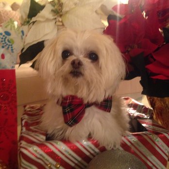 Pooch Styles - Pet Groomers Near Me - Forestville, Maryland