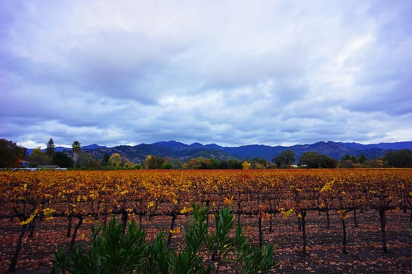 T-Vine Winery by null