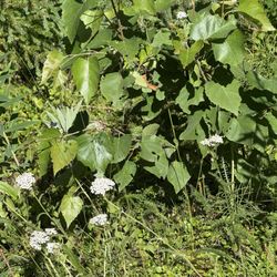 Bings Landing Campground - More wildflowers