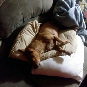 Korner Kwik Stop - a dog sleeping on a pillow - Convenience Stores Near Me - Milton, Florida