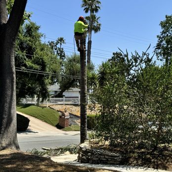 All Around Arborist - Palm tree removal - Tree Services Near Me All Around Arborist - Palm tree removal - Tree Services Near Me