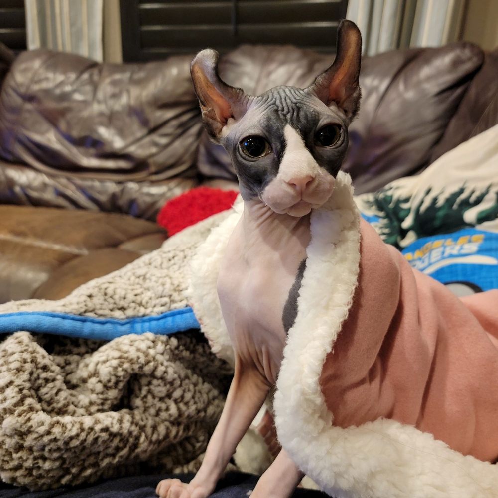 Peach Fuzz Sphynx - Pet Adoption Near Me Peach Fuzz Sphynx - Pet Adoption Near Me