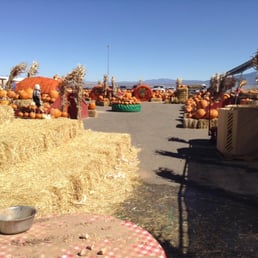 Tons of FANTASTIC  pumpkins for sale! And hay to climb on.