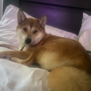 Puppies Plus - Pet Stores Near Me - Melbourne, Florida Puppies Plus - Pet Stores Near Me - Melbourne, Florida