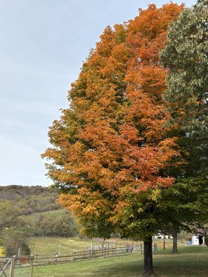 Sky Meadows State Park by null