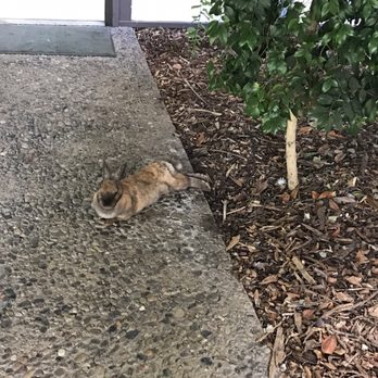 Vallombrosa Center - Another bunny just lounging - Churches Near Me - Menlo Park, California Vallombrosa Center - Another bunny just lounging - Churches Near Me - Menlo Park, California