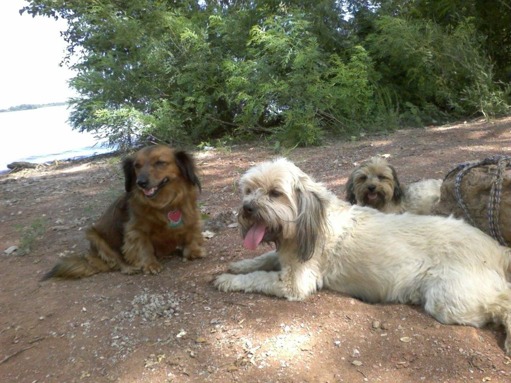 Critter Companion Pet Nanny - pet boarding facility in Wichita, KS