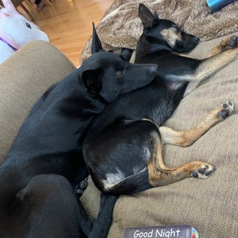 Love & Second Chances - My two formosans. The smaller one was adopted from Love and Second Chances. - Pet Adoption Near Me