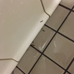 Larvae Larvae