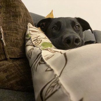 VIDA Rescue - Community Service/Non-Profit Near Me - Rowland Heights, California